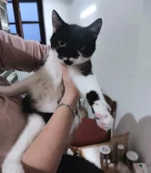 Kočička Lilina hledá nový domov