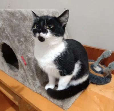 Kočička Lilina hledá nový domov