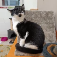 Kočička Lilina hledá nový domov