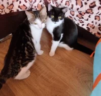 Kočička Lilina hledá nový domov