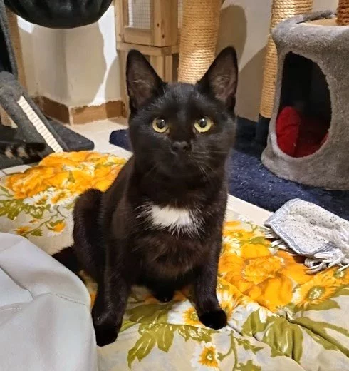 Kočička Barunka hledá nový domov