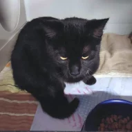 Kočička Barunka hledá nový domov