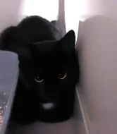 Kočička Barunka hledá nový domov