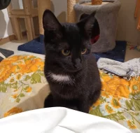 Kočička Barunka hledá nový domov