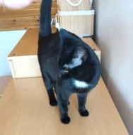 Kočička Barunka hledá nový domov