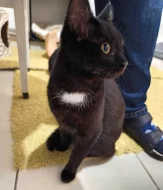 Kočička Barunka hledá nový domov