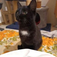 Kočička Barunka hledá nový domov