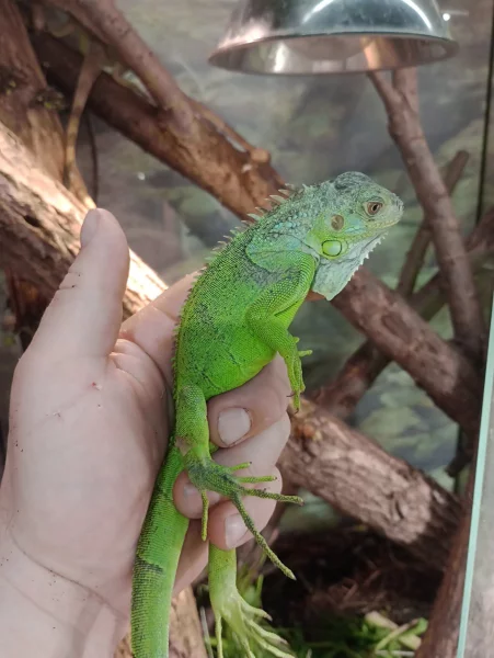 Leguán zelený (Iguana iguana)