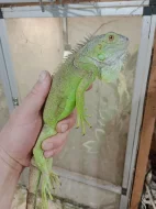 Leguán zelený (Iguana iguana)