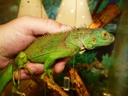 Leguán zelený (Iguana iguana)