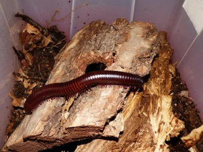 Mnohonožka obrovská (Archispirostreptus gigas)