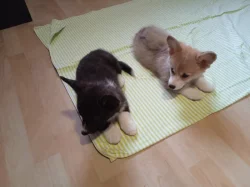 Welsch Corgi-pejsek a fenka