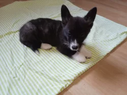 Welsch Corgi-pejsek a fenka