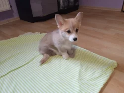 Welsch Corgi-pejsek a fenka