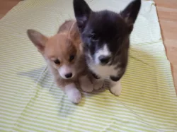 Welsch Corgi-pejsek a fenka