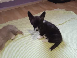 Welsch Corgi-pejsek a fenka