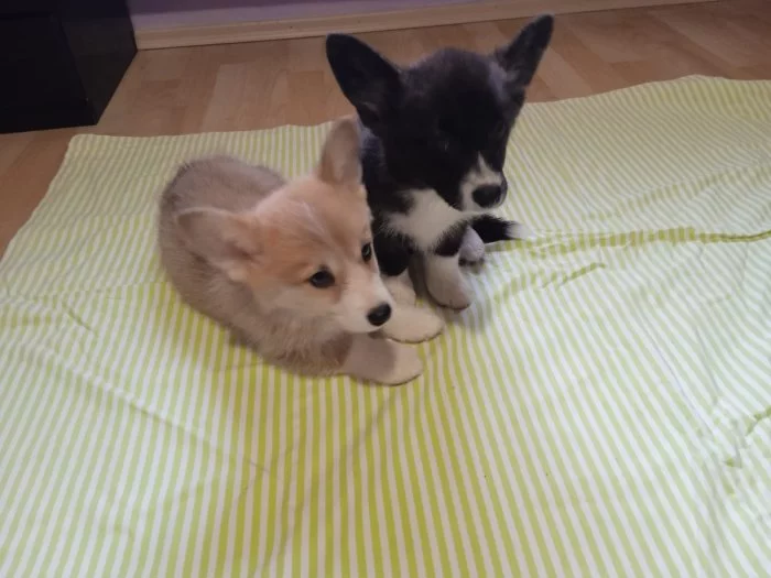 Welsch Corgi-pejsek a fenka