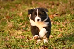 Border kolie/ štěňata s PP