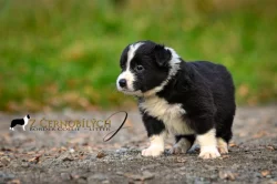 Border kolie/ štěňata s PP