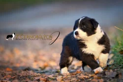 Border kolie/ štěňata s PP