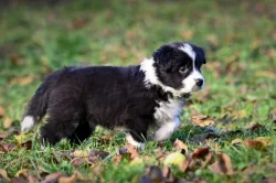 Border kolie/ štěňata s PP