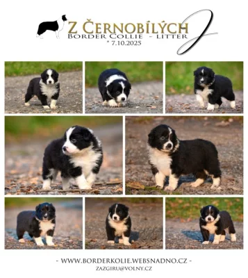 Border kolie/ štěňata s PP