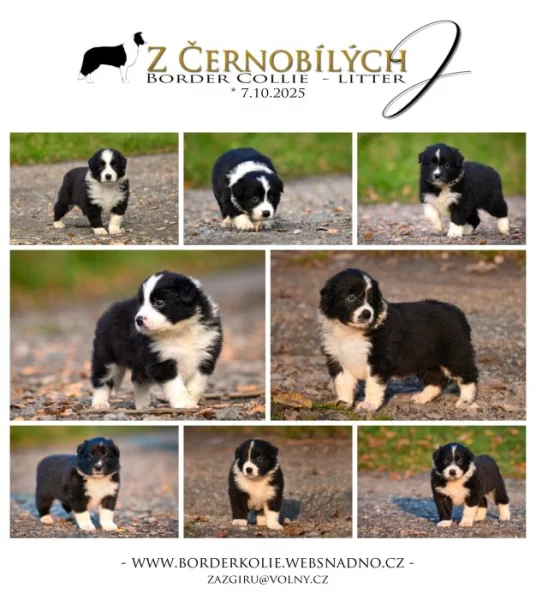 Border kolie/ štěňata s PP