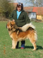 Tibetská doga s PP - FCI 2025/26