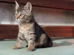 Koťátka narozená 5. září