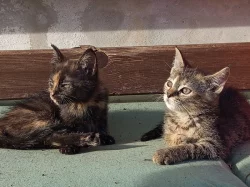 Koťátka narozená 5. září