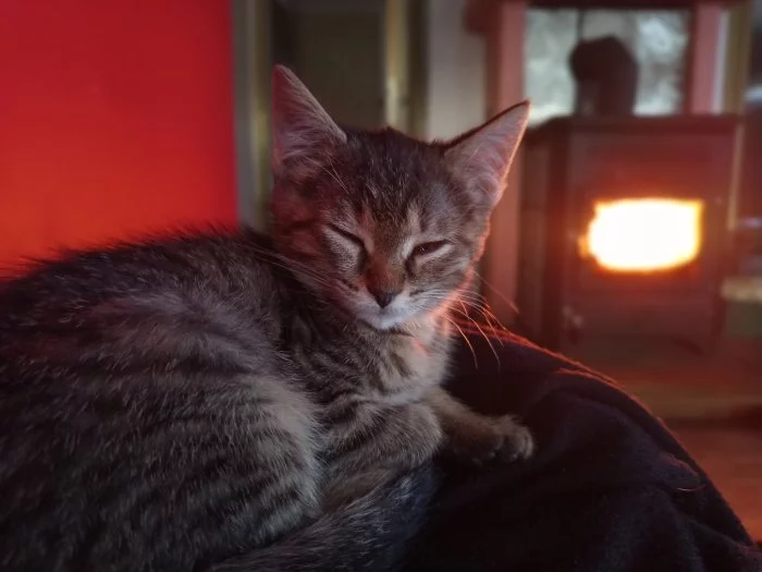 Koťátka narozená 5. září