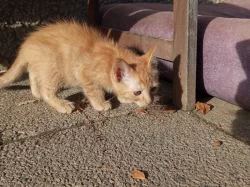 Koťátka narozená 5. září