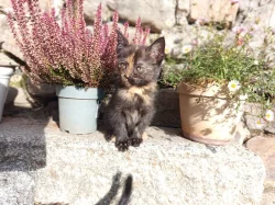 Koťátka narozená 5. září