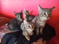 Koťátka narozená 5. září