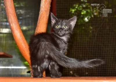 Darujeme nalezené kotě