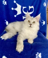 Nádherná mainská mývalí kočička s PP