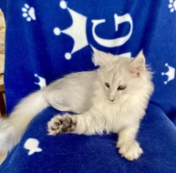 Nádherná mainská mývalí kočička s PP