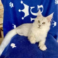 Nádherná mainská mývalí kočička s PP