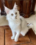 Nádherná mainská mývalí kočička s PP