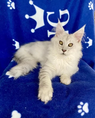 Nádherná mainská mývalí kočička s PP