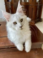 Nádherná mainská mývalí kočička s PP