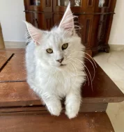 Nádherná mainská mývalí kočička s PP