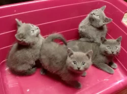 Prodám britské modré koťátka bez PP