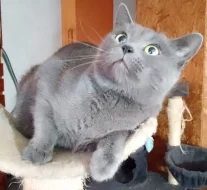 Prodám britské modré koťátka bez PP