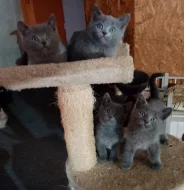 Prodám britské modré koťátka bez PP