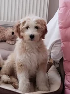 Goldendoodle