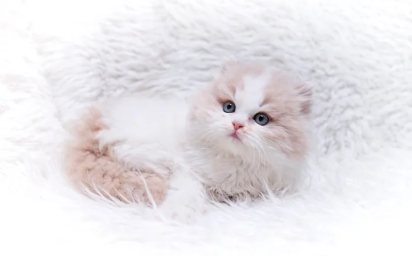 Britská koťátka k rezervaci