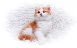 Britská koťátka k rezervaci