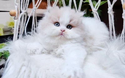 Britská koťátka k rezervaci