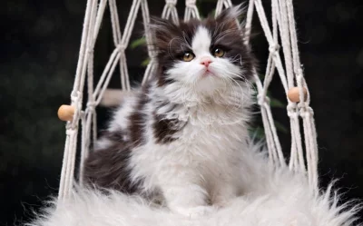 Britská koťátka k rezervaci